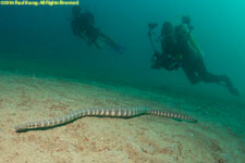 divers and sea snake